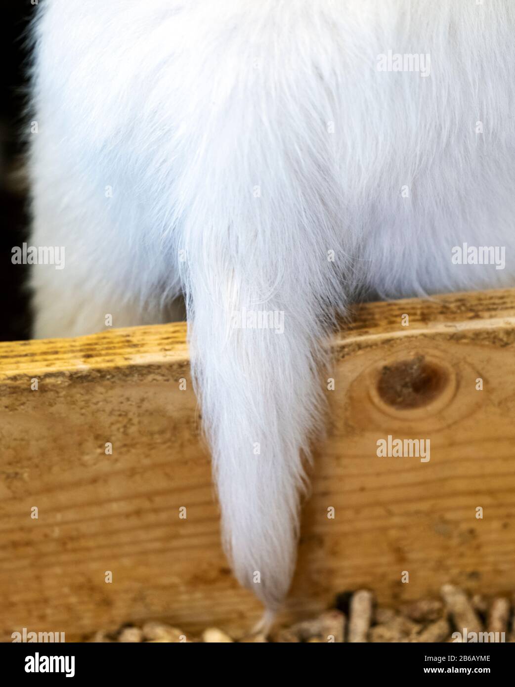 Piccola coda bianca di sei settimane di platino, o crema colorata Golden Retriever cucciolo Foto Stock