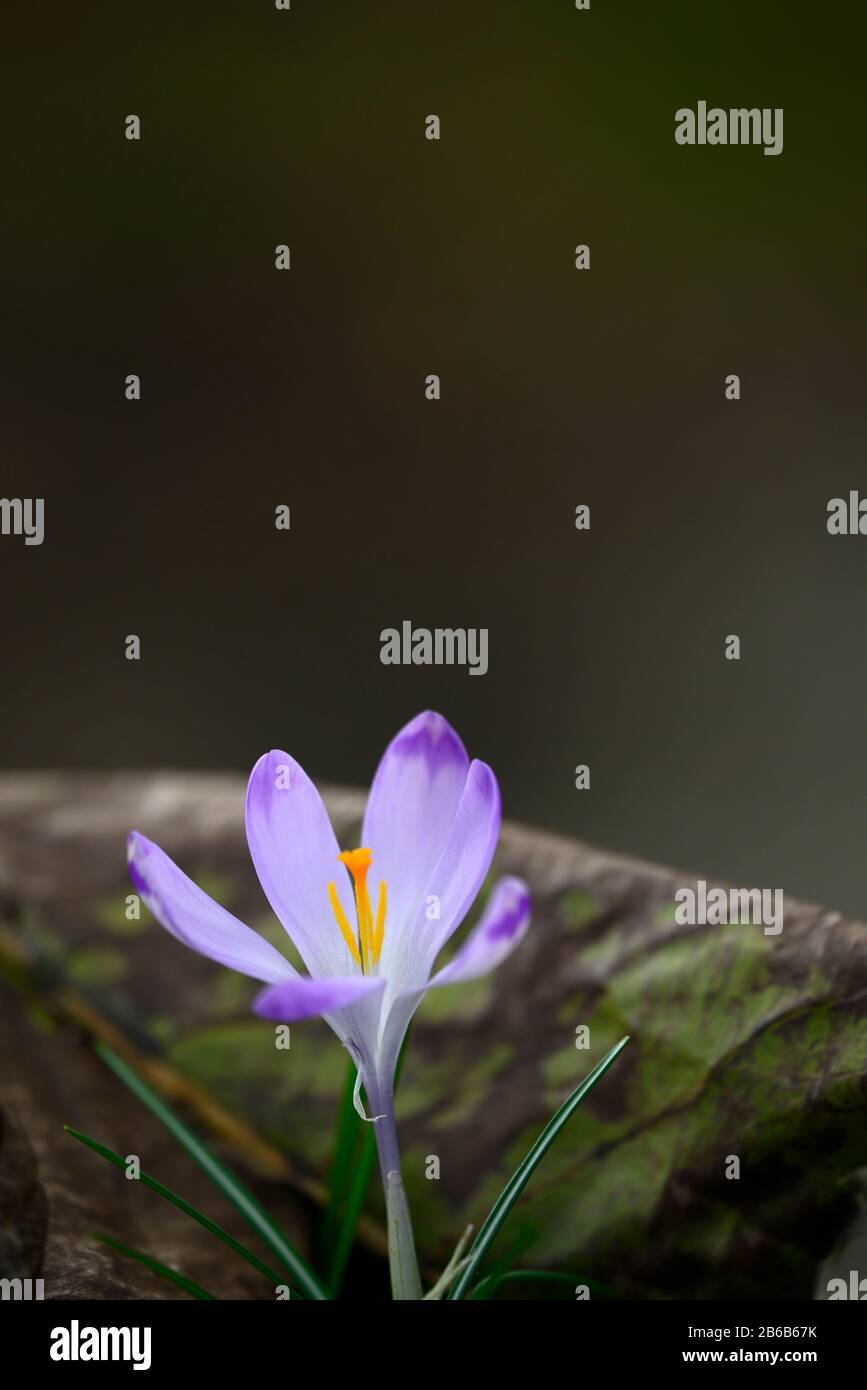 Crocus heuffelianus Shock Wave,fiori bianchi viola blu,punte viola,fiori,fioritura,giardino,RM Floral Foto Stock