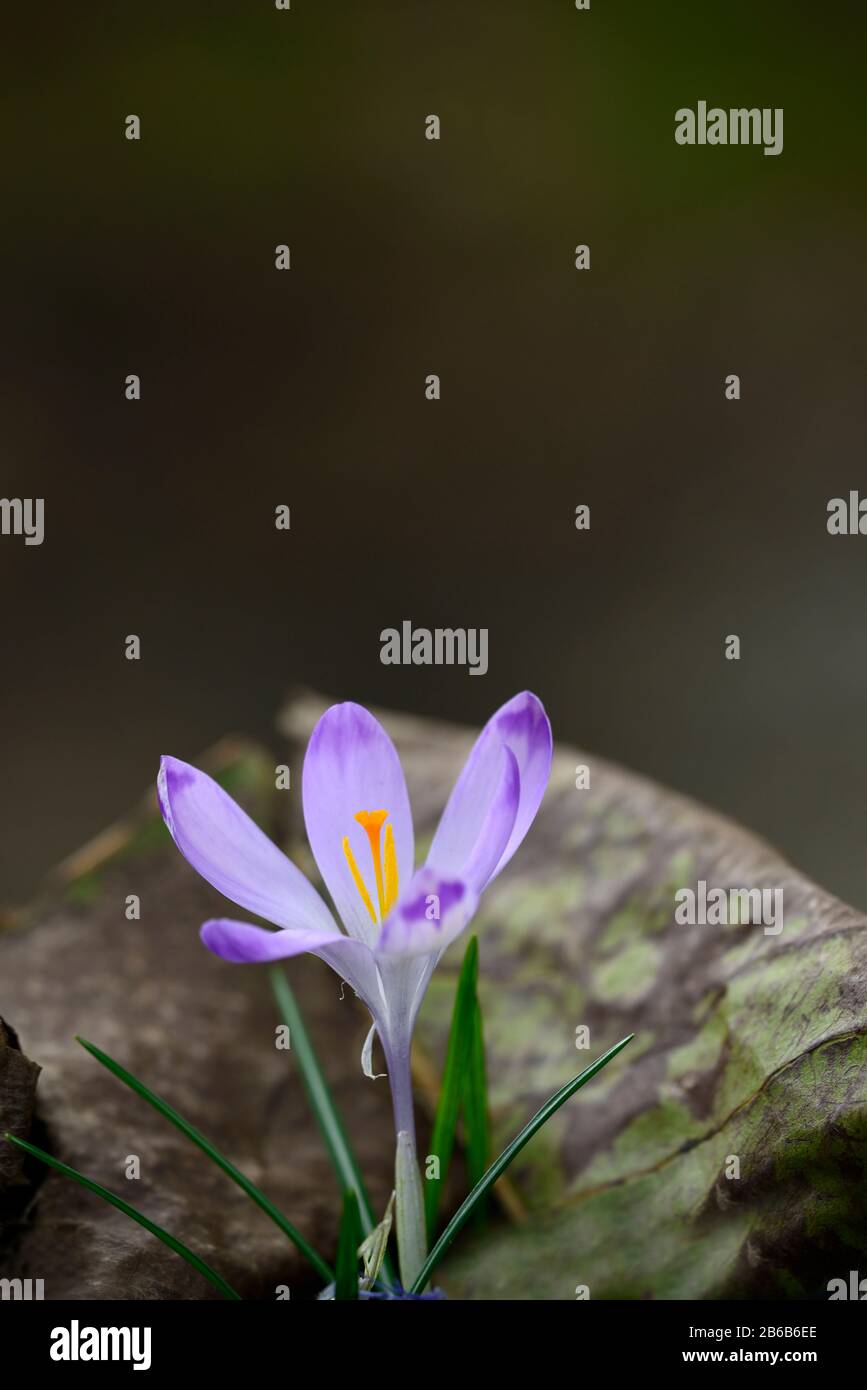Crocus heuffelianus Shock Wave,fiori bianchi viola blu,punte viola,fiori,fioritura,giardino,RM Floral Foto Stock