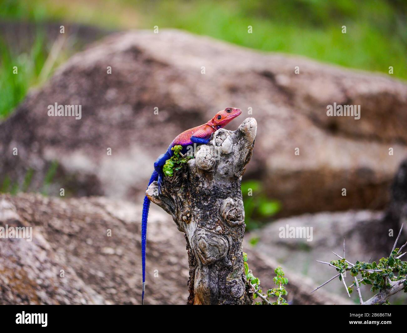 Un maschio straordinariamente colorato Mwanza roccia piatta aagama (Agama mwanzae) seduto su un ceppo morto albero Foto Stock