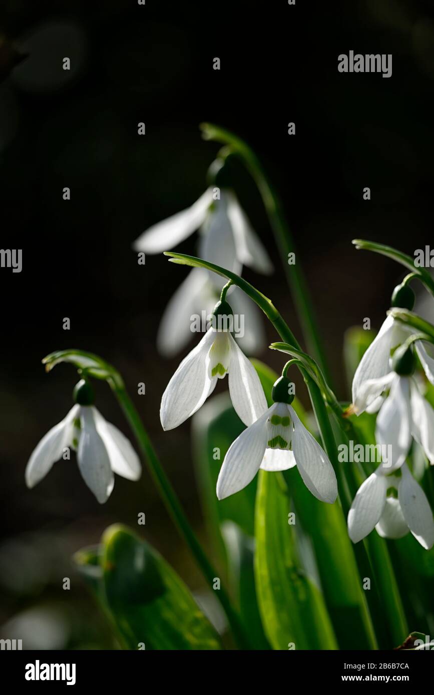 Galanthus elwesii grumpy,snowdrop,snowdrops, ritratti di piante, white green trad face marsegni, fiori, fioriture, bloom, primavera bulbo, RM Floral Foto Stock