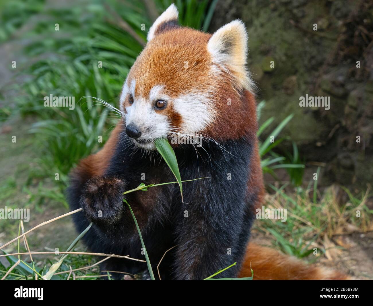 Panda rosso Ailurus fulgens a mangiare le foglie di bambù Foto Stock