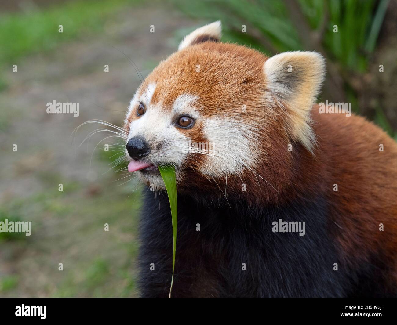 Panda rosso Ailurus fulgens a mangiare le foglie di bambù Foto Stock