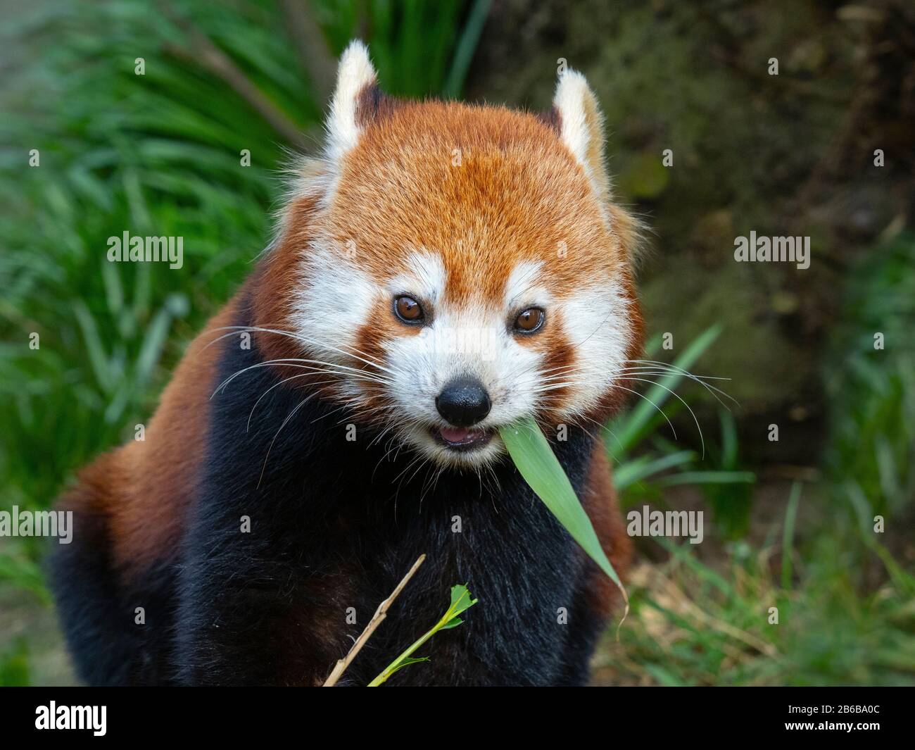 Panda rosso Ailurus fulgens a mangiare le foglie di bambù Foto Stock