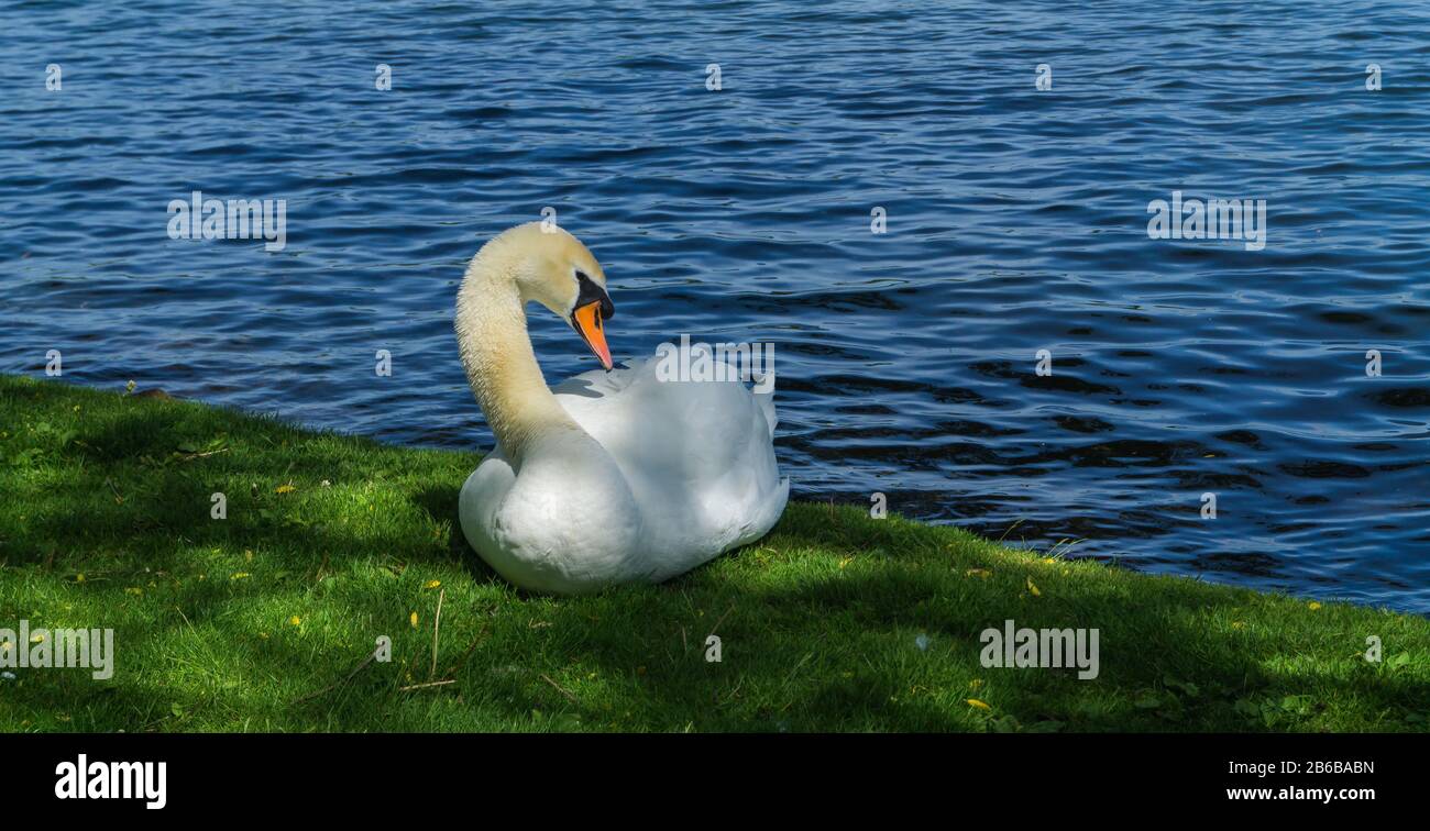 cigno bianco sulla riva di un lago Foto Stock