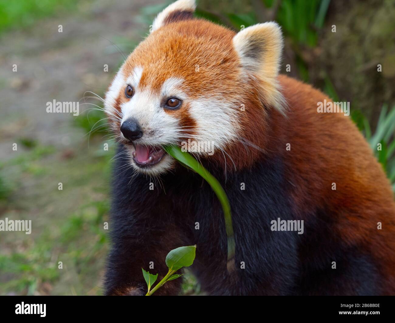 Panda rosso Ailurus fulgens a mangiare le foglie di bambù Foto Stock