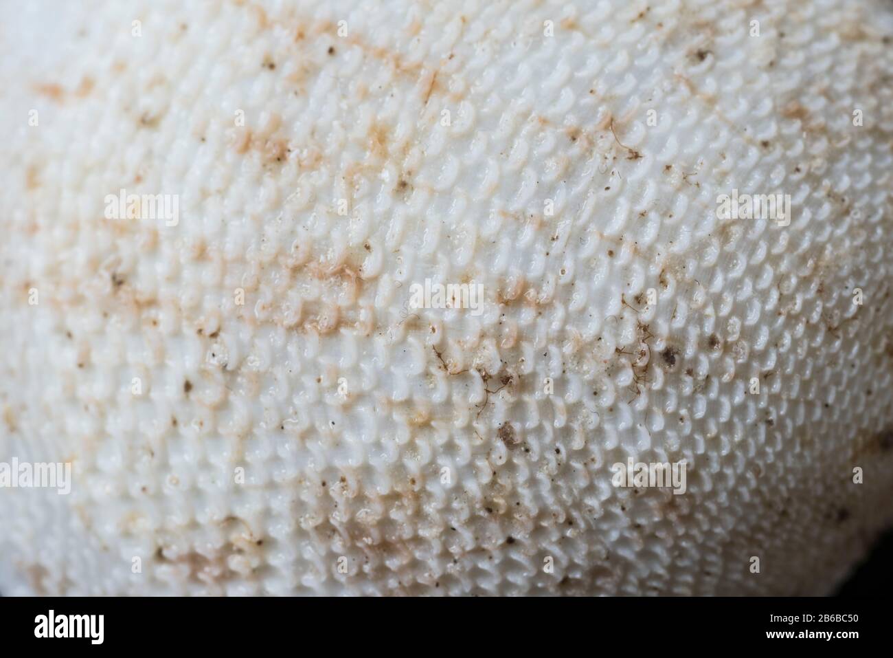 Esterno di una valvola del bivalve Scutarcopagia scobinata (detta Tellina (Scutarcopagia) scobinata) Foto Stock