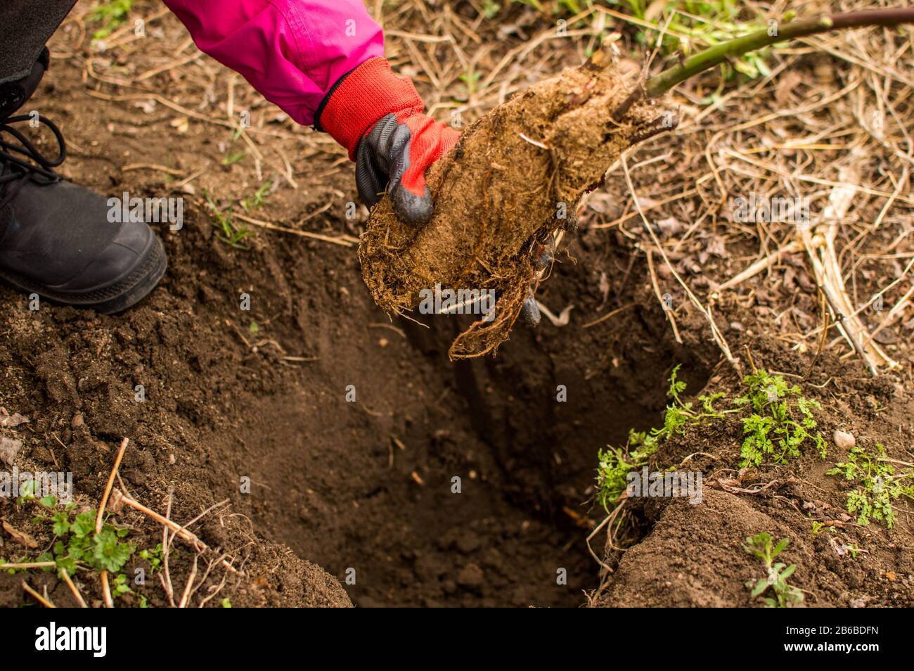 Mani di giovane donna piantando albero di mirtillo nel giardino - foto di scorta Foto Stock