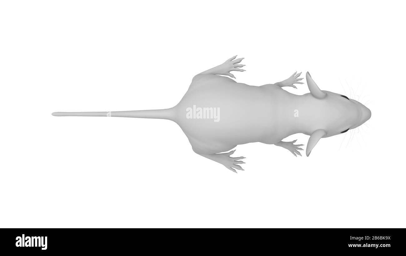 3D rendering di un animale di topo di ratto piccolo roditore isolato su sfondo bianco Foto Stock