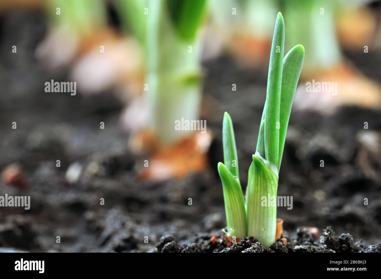 Close-up di crescente di cipolla verde nel giardino vegetale Foto Stock
