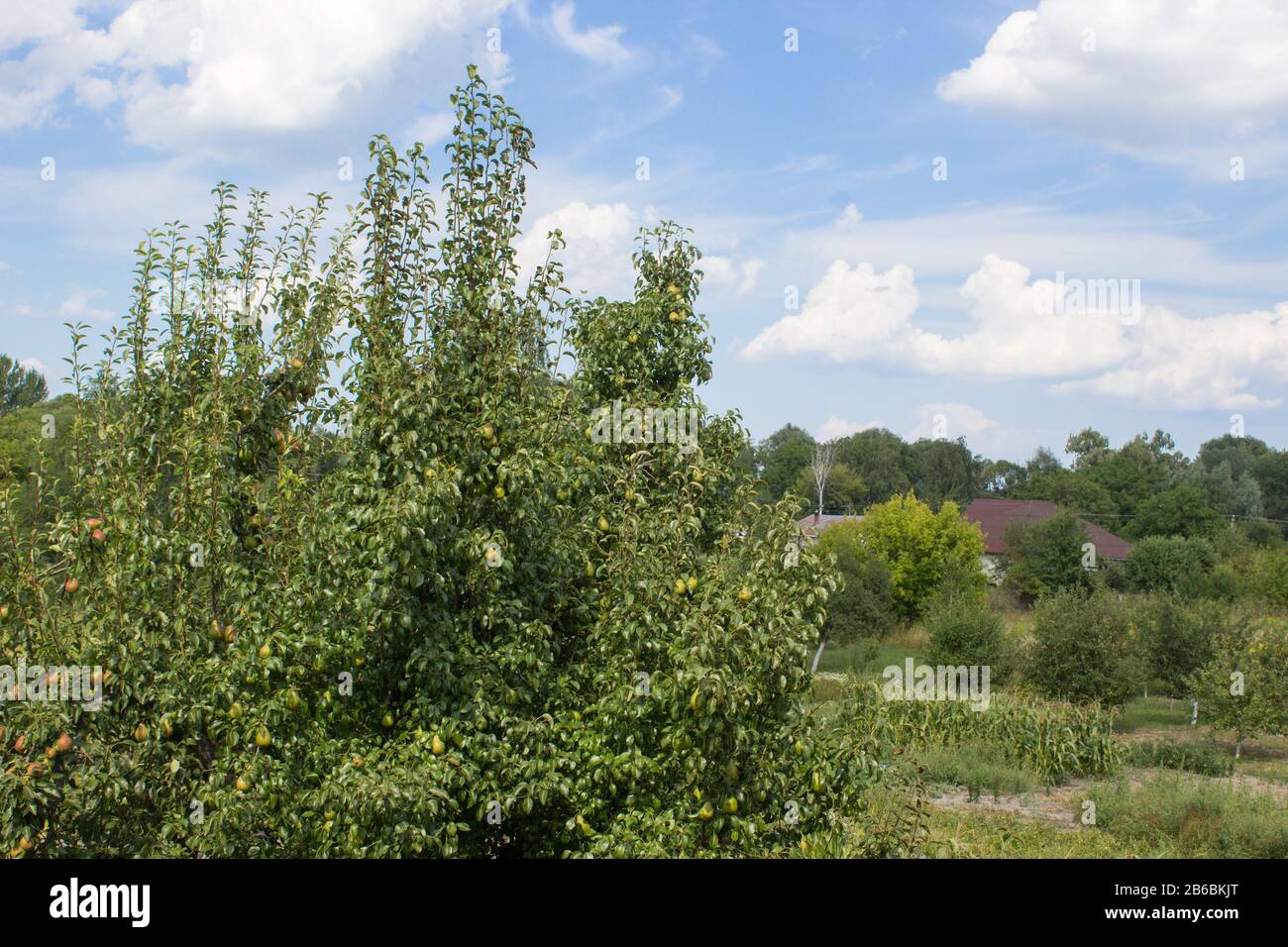 Frutteto verde pera, concept villaggio Foto Stock