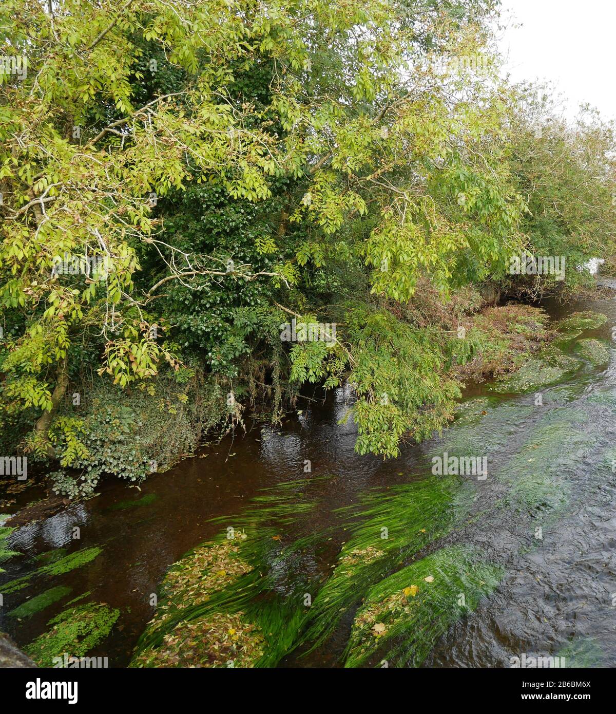 Alberi sulla riva del fiume, County Cork, Irlanda Foto Stock