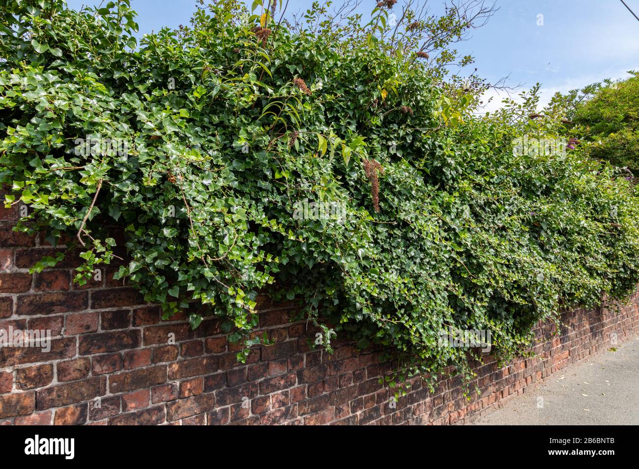 Cespugli surcresciuti su un muro di mattoni atBirkenhead Docks Wirral agosto 2019 Foto Stock