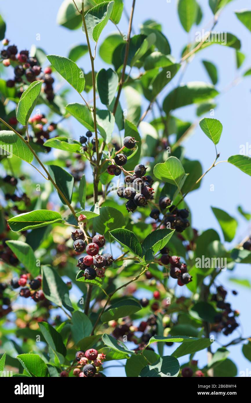Canadese irgi Bush (lat. Amelanchier canadensis) con bacche di diversa maturazione contro il cielo blu. Estate Foto Stock