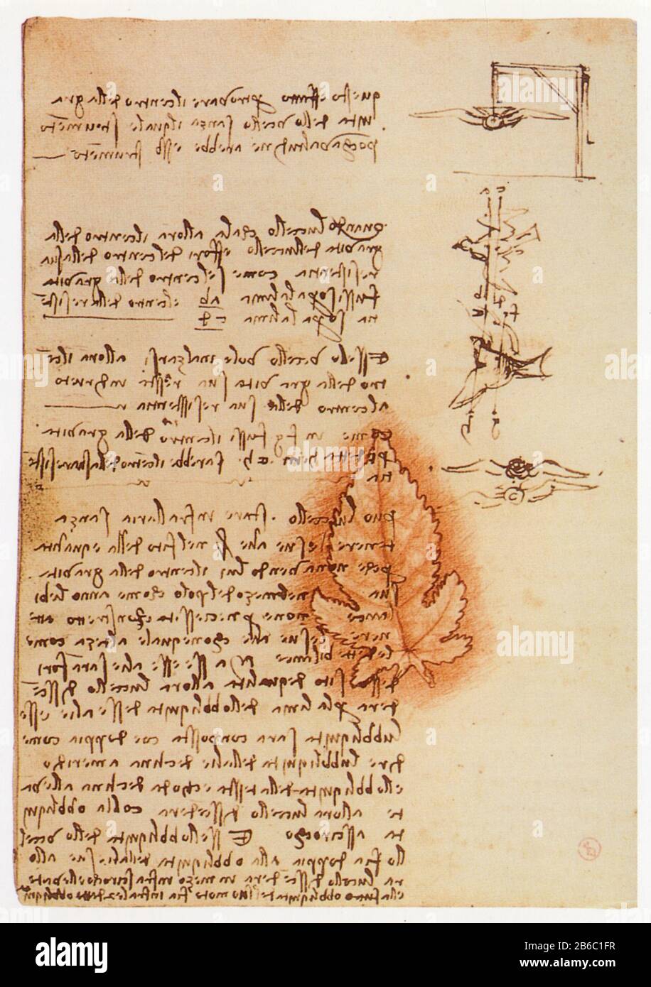 Leonardo da Vinci. Studi sul volo degli uccelli e disegni di gesso rosso di una foglia. 1505 Foto Stock