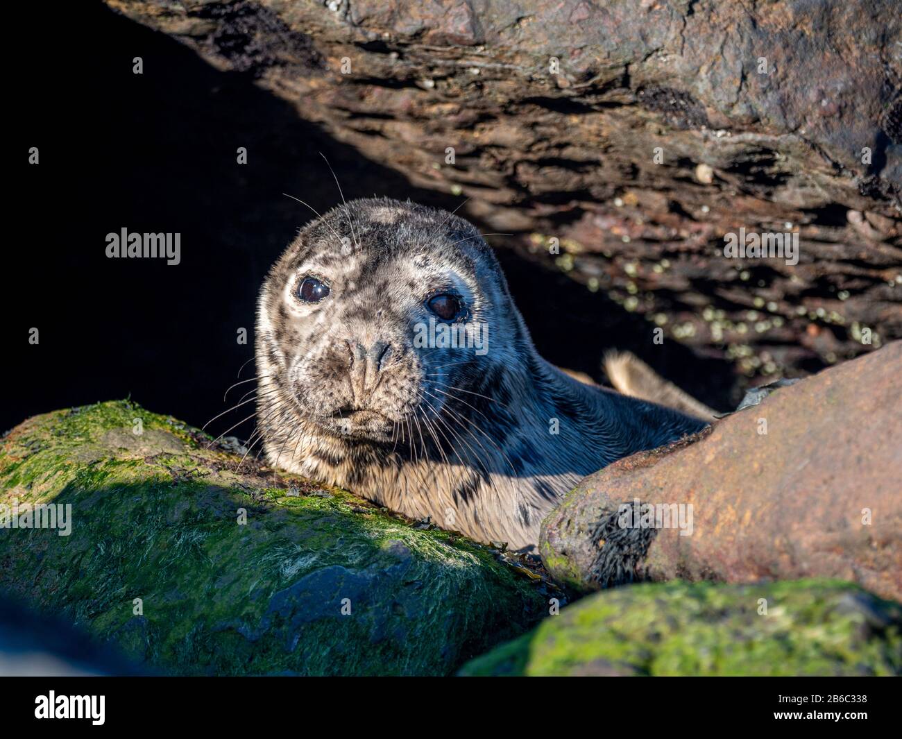 Foche a Ravenscar, North Yorkshire, Regno Unito. Foto Stock