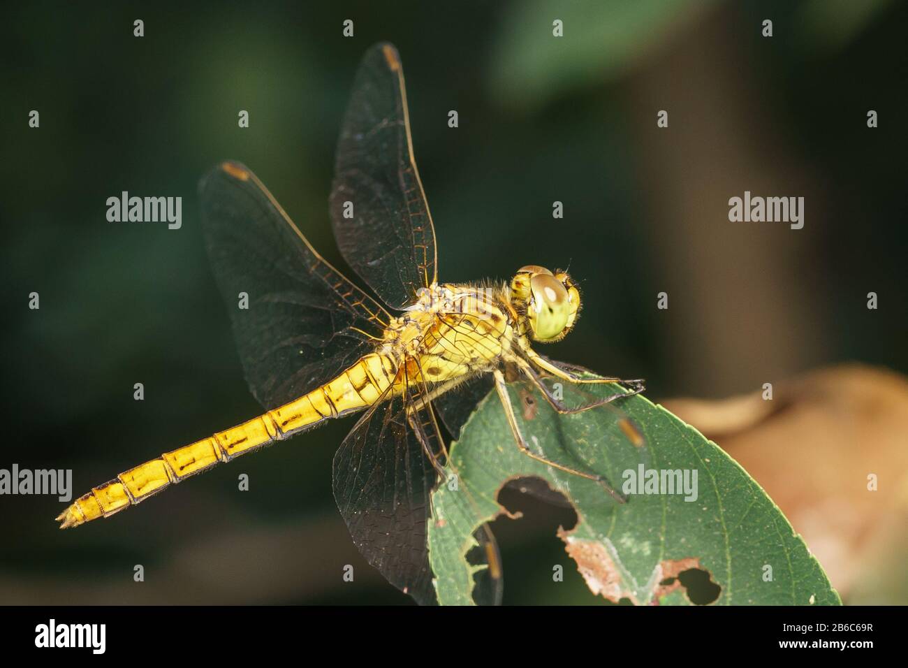Libellula gialla (Sympetrum flaveolum) su foglie mangiate da parassiti del canadese Irga (lat. Amelanchier canadensis) Foto Stock