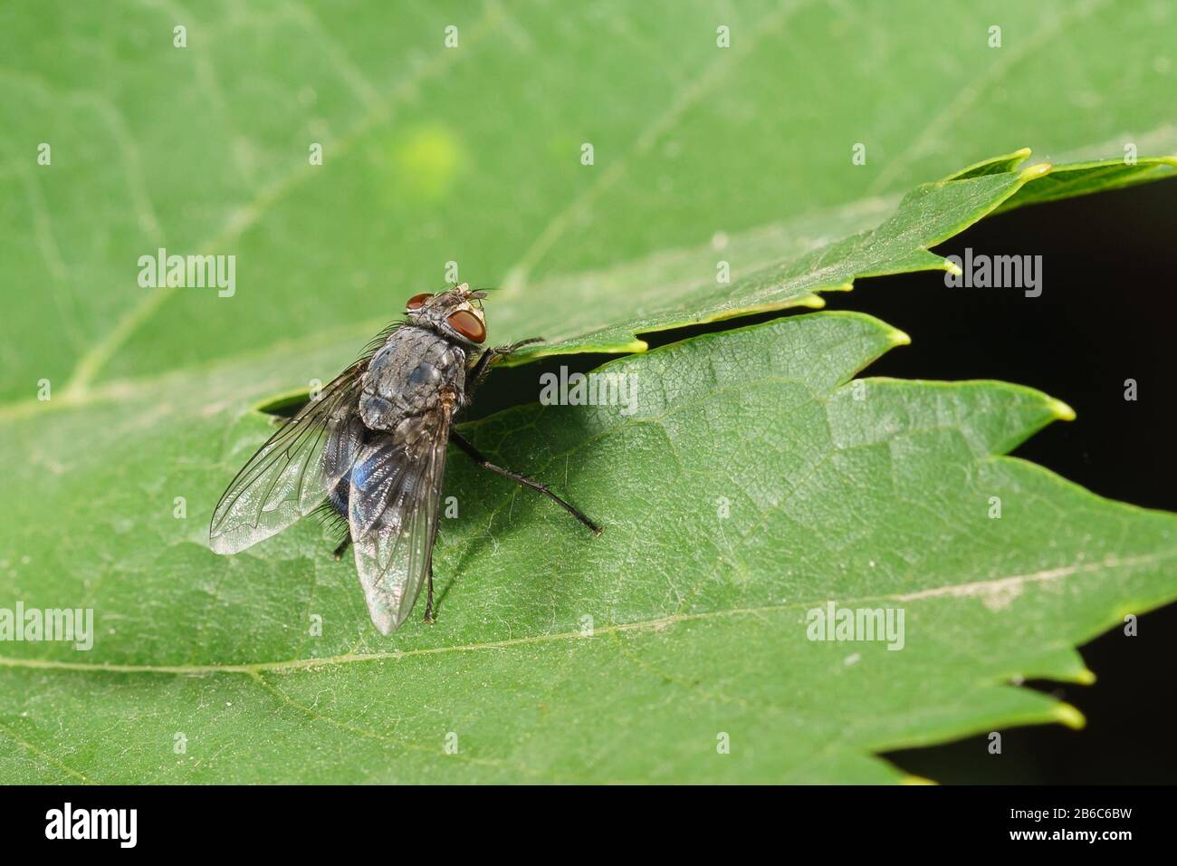 Famiglia di insetti di mosche reali (lat. Muscidae) su una foglia verde Foto Stock