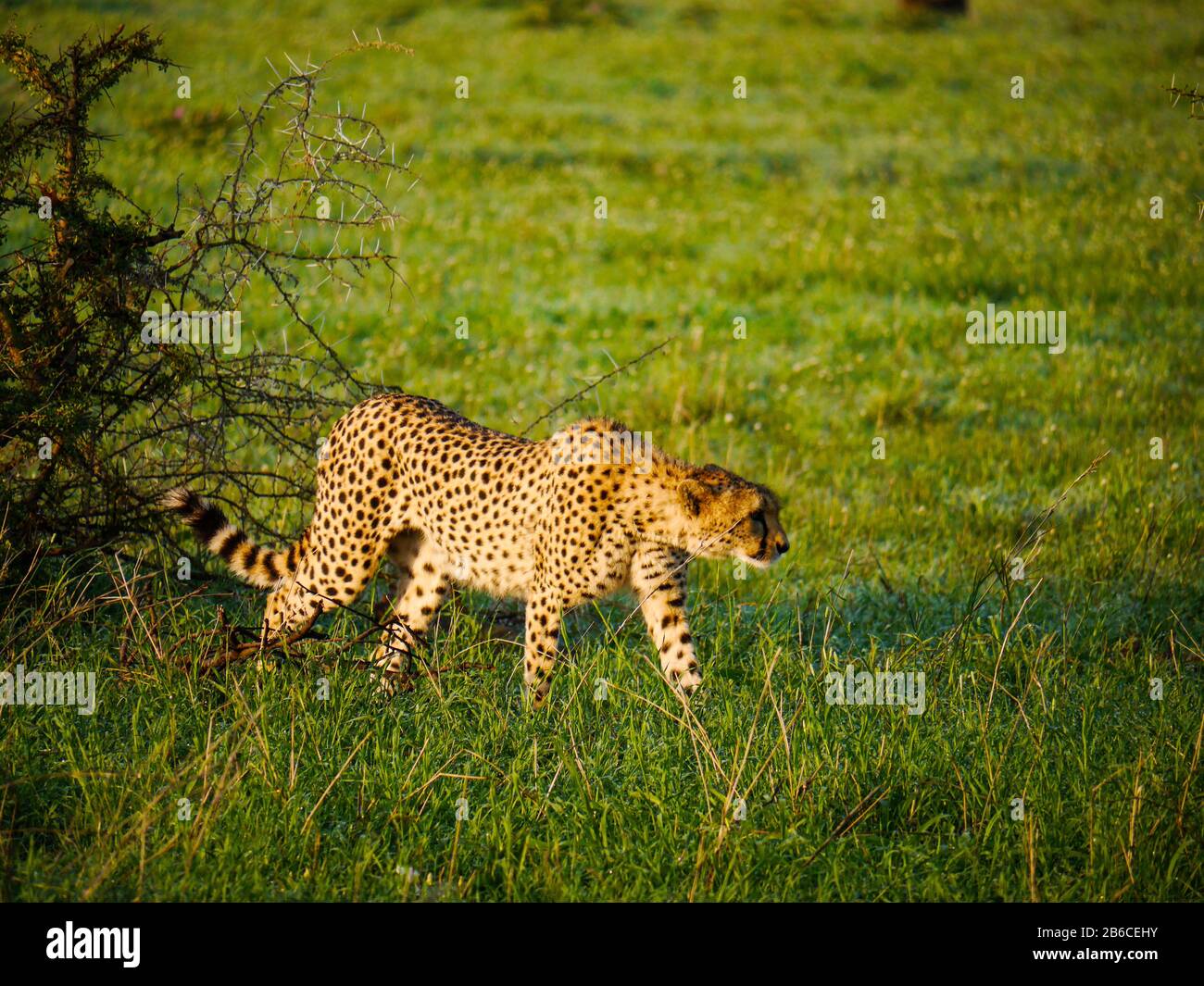 Cheetah (Acinonyx jubatus) cammina oltre un albero nel Serengeti Nationalpark Foto Stock