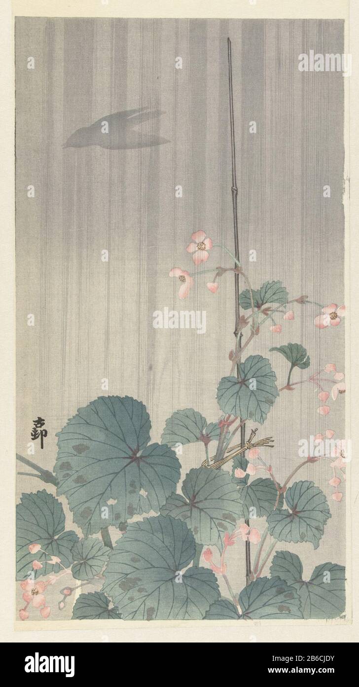 Begonia Nella Pianta della pioggia con foglie verdi e fiori rosa,  saldamente messo su palo di bambù; sotto la pioggia. Silhouette di uccello  volante in achtergrond. Produttore : produttore di stampa: Ohara