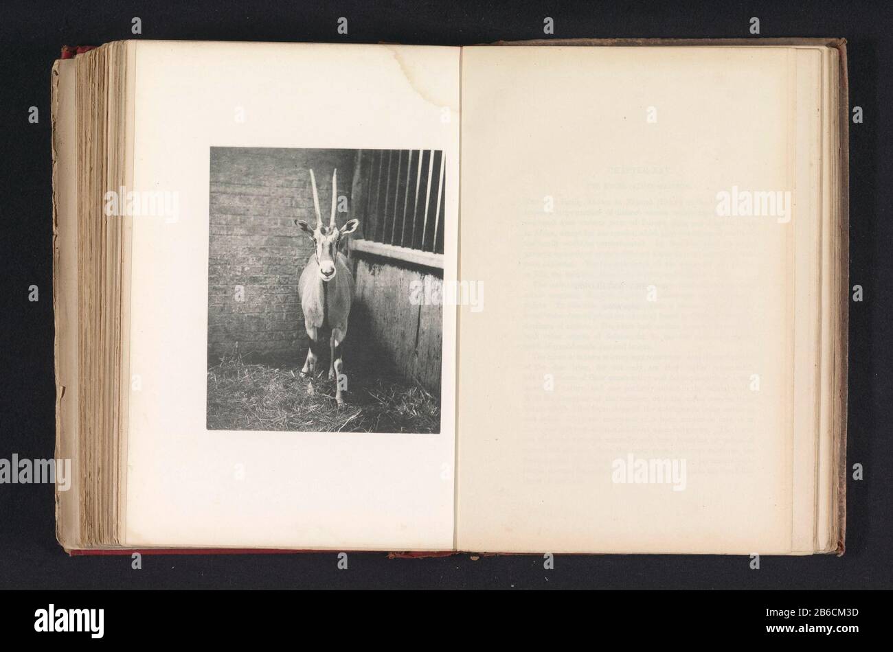 Beisa in een dierentuin A beisa antilope (Oryx beisa) (op Titel Object) Beisa in a dierentuinA Beisa antilope (oryx Beisa.) (Title Object) Tipo Di Oggetto: Stampa fotomeccanica numero Oggetto: RP-F-2001-7-403A-24 Produttore : fotografo: J. Fortuné Nottichclickmaker: Anonymous buemerca & Plaercierca. 1876 - in o davanti 1886 Materiale: Carta Tecnica: Leggera pressione dimensioni: Immagine: H 145 mm × W 120 mmToelichtingPrent tra le pagine 428 e 429. Oggetto: Animali incappucciati: Giardino zoologico di Antelope, zoo, visto come luogo dove animali non domestici Foto Stock