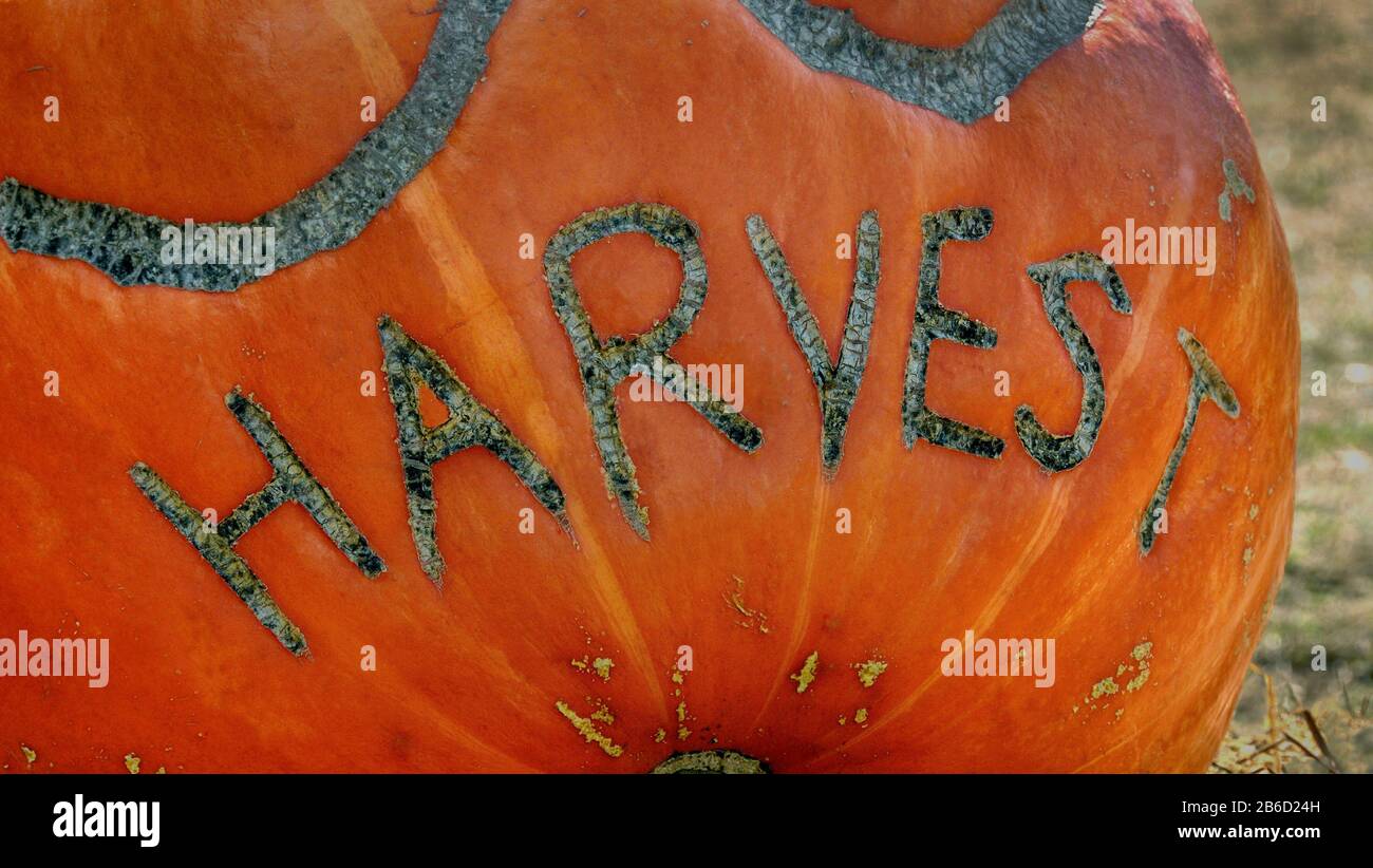 Segno di raccolto scolpito su una zucca. Foto Stock