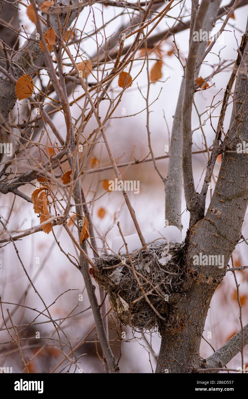 Nido di uccello abbandonato in inverno arbusto coperto di neve, Castle Rock Colorado USA. Foto scattata a febbraio. Foto Stock