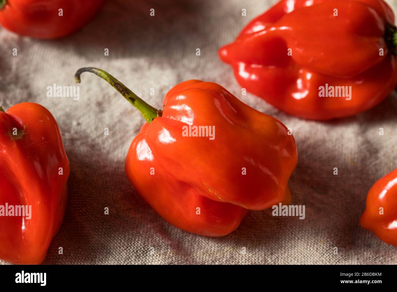 Crudo Rosso Organico Habanero Peppers Pronto A Cucinare Foto Stock