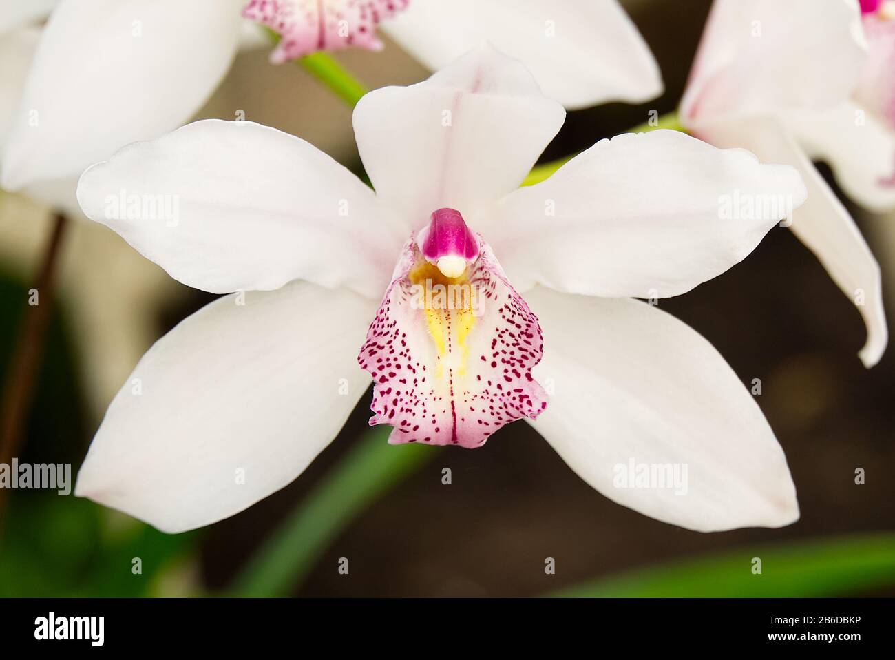 Cattleya labiata, conosciuta anche come la tortleya cremisi o la tortleya strappata dal rubino, è la specie tipo di Cattleya. Orchidee Cattleya Foto Stock