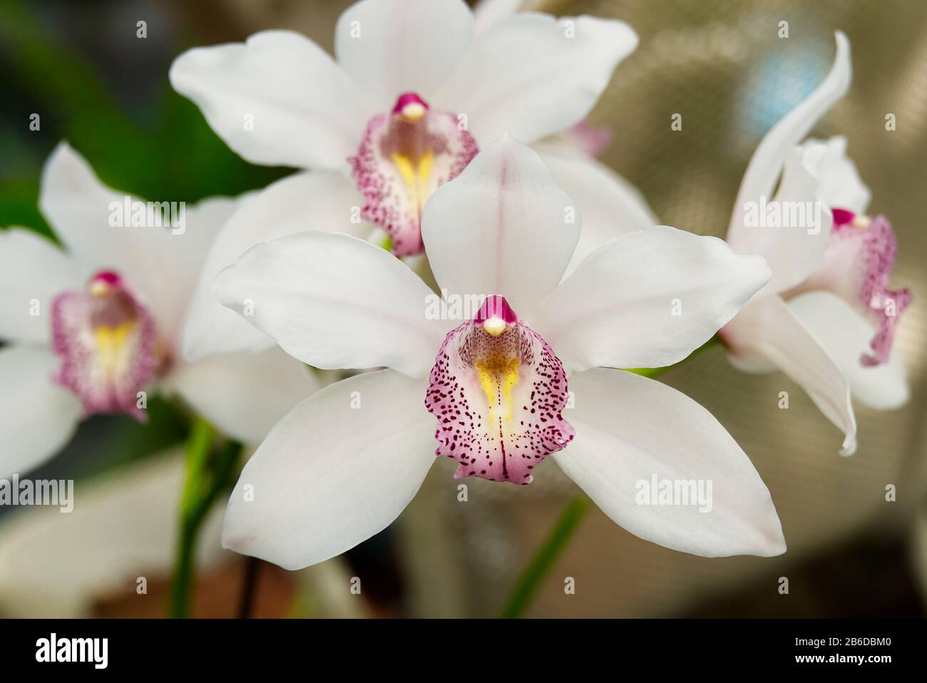 Cattleya labiata, conosciuta anche come la tortleya cremisi o la tortleya strappata dal rubino, è la specie tipo di Cattleya. Orchidee Cattleya Foto Stock