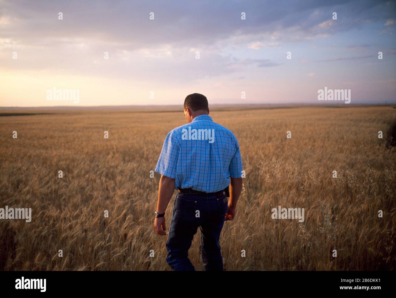 Vista posteriore di un uomo in piedi in un campo da solo al tramonto Foto Stock