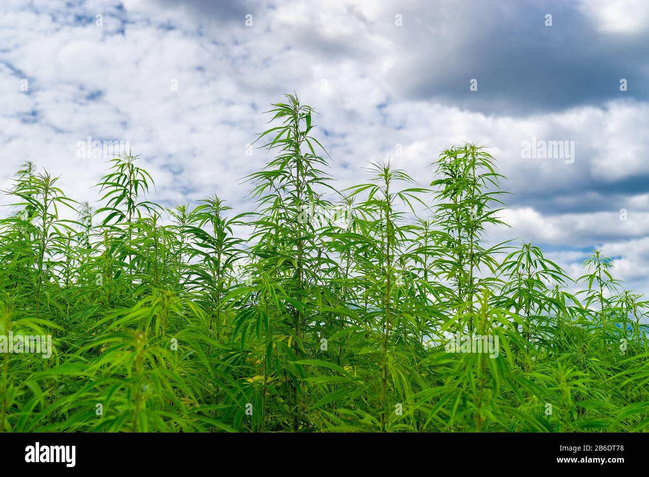 Campo di canapa legale industriale, Cannabis sativa, con cielo nuvoloso sul bordo di una strada rurale in estate in Lituania, Europa Foto Stock