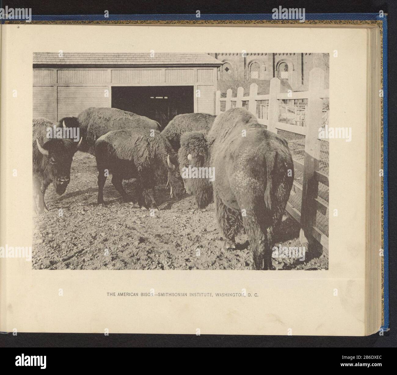 Bisoni presso lo Smithsonian Institution a Washington DC The American Bison - Smithsonian Institution, Washington, DC (oggetto del titolo) veleni presso lo Smithsonian Institution a Washington DCThe American Bison - Smithsonian Institution, Washington, DC (oggetto del titolo) Tipo Di Proprietà: Fotomeccanica stampa numero articolo: RP-F 2001-7-996-44 Produttore : Fabbricazione in luogo anonimo: Washington DC Dating: CA. 1883 - in o davanti 1893 Materiale: Carta Tecnica: Leggera pressione dimensioni: Immagine: H 141 mm × W 192 mm Oggetto: Zoccoli animali: Bisonte dove: Washington DC Foto Stock