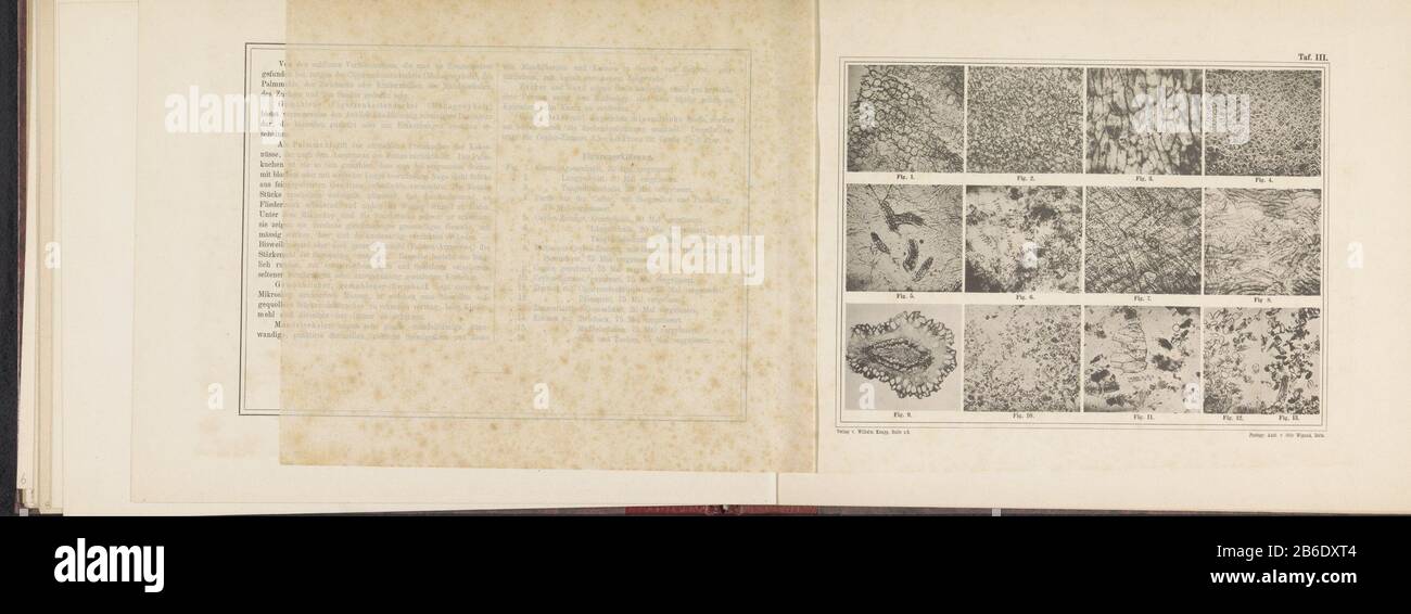 Foglio con tredici micrografie di cacao foglio con tredici micrografie di cacao tipo oggetto: Stampa fotomeccanica numero Oggetto: RP-F-2001-7-1484-9 Iscrizioni / marchi: Numero, recto, stampato, 'Taf. III.' fabbricante : fotografo: Franz Friedrich Bernard Elsner (attribuito a) clichémaker: Photograpische anstalt otto Wigand (edificio elencato) pulsante: Foto anstalt grafico otto Wigand (edificio elencato) Editore: Wilhelm Knapp Verlag (proprietà elencata) Fabbricazione Di Posti: Clichémaker: Zeitz Editore: Zeitz Editore: Halle an der Saal Data: 1874 - O Materiale: 1884 pa Foto Stock