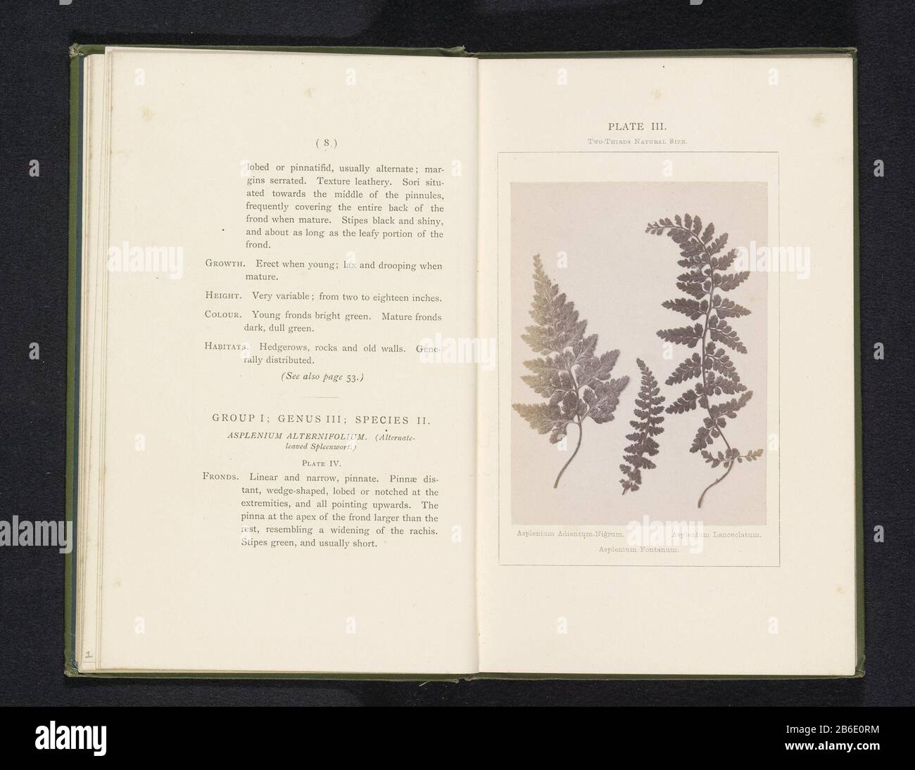 Foglie di tre tipi streepvarens Asplenium Adiantum-Nigrum Asplenium Asplenium Fontanum lanceolatum (oggetto del titolo) Foglie di tre tipi streepvarensAsplenium Adiantum-Nigrum. Il fontanum di Asplenium. Asplenium lanceolatum (oggetto del titolo) Tipo Di Proprietà: Photo page numero articolo: RP-F 2001-7-400-3 Iscrizioni / marchi: Iscrizione, recto, stampato: 'Plate III. Due-terzo formato naturale.' Produttore : fotografo: Sydney CourtauldPlats prodotto: Inghilterra Data: CA. 1867 - o per 1877 Materiale: Carta Tecnica: Albume dimensioni di stampa: Foto: H 118 mm × W 88 mmToelichtingFoto pagina anteriore 8. Oggetto: Foto Stock