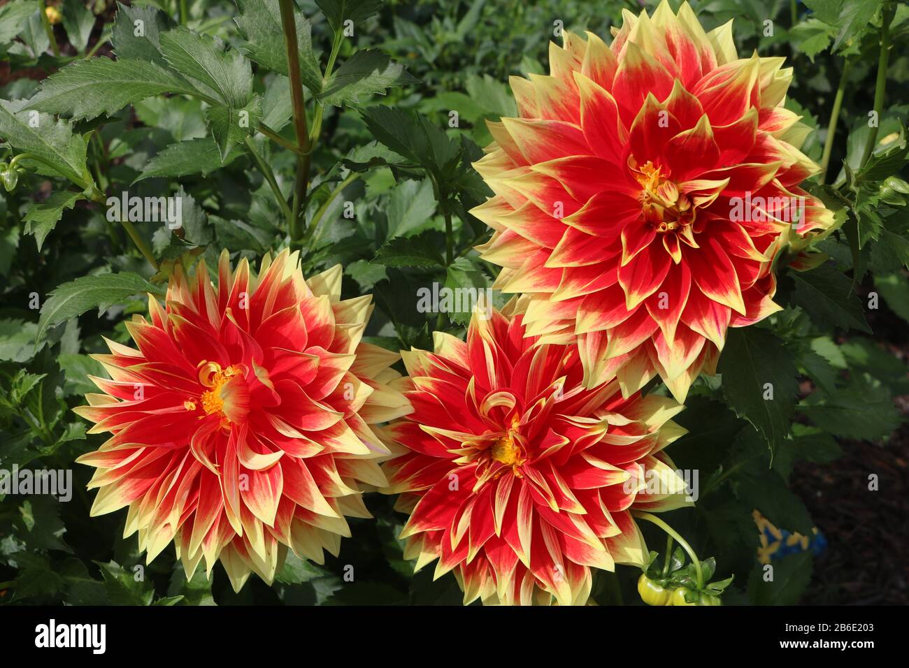 Enorme e colorato Ketchup e Mustard rosso e giallo dahlias. Foto Stock