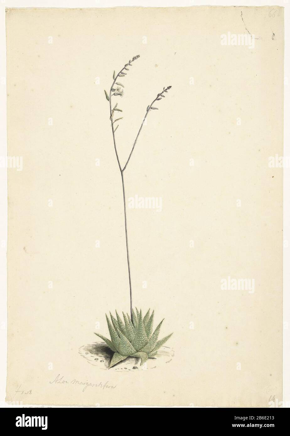 Flowering Aloe Oggetto tipo: Disegno acquerello oggetto numero: RP-T-1948-100 Produttore : disegnatore: Laurens Vincentsz. Van der Vinne Datato: 1668 - 1729 caratteristiche Fisiche: Pennello in acquerello a colori su una firma in matita e gesso nero materiale: Carta acquerello tecnica: Dimensioni pennello: H 533 mm × W 370 mm Oggetto: piante ed erbe: aloe Foto Stock