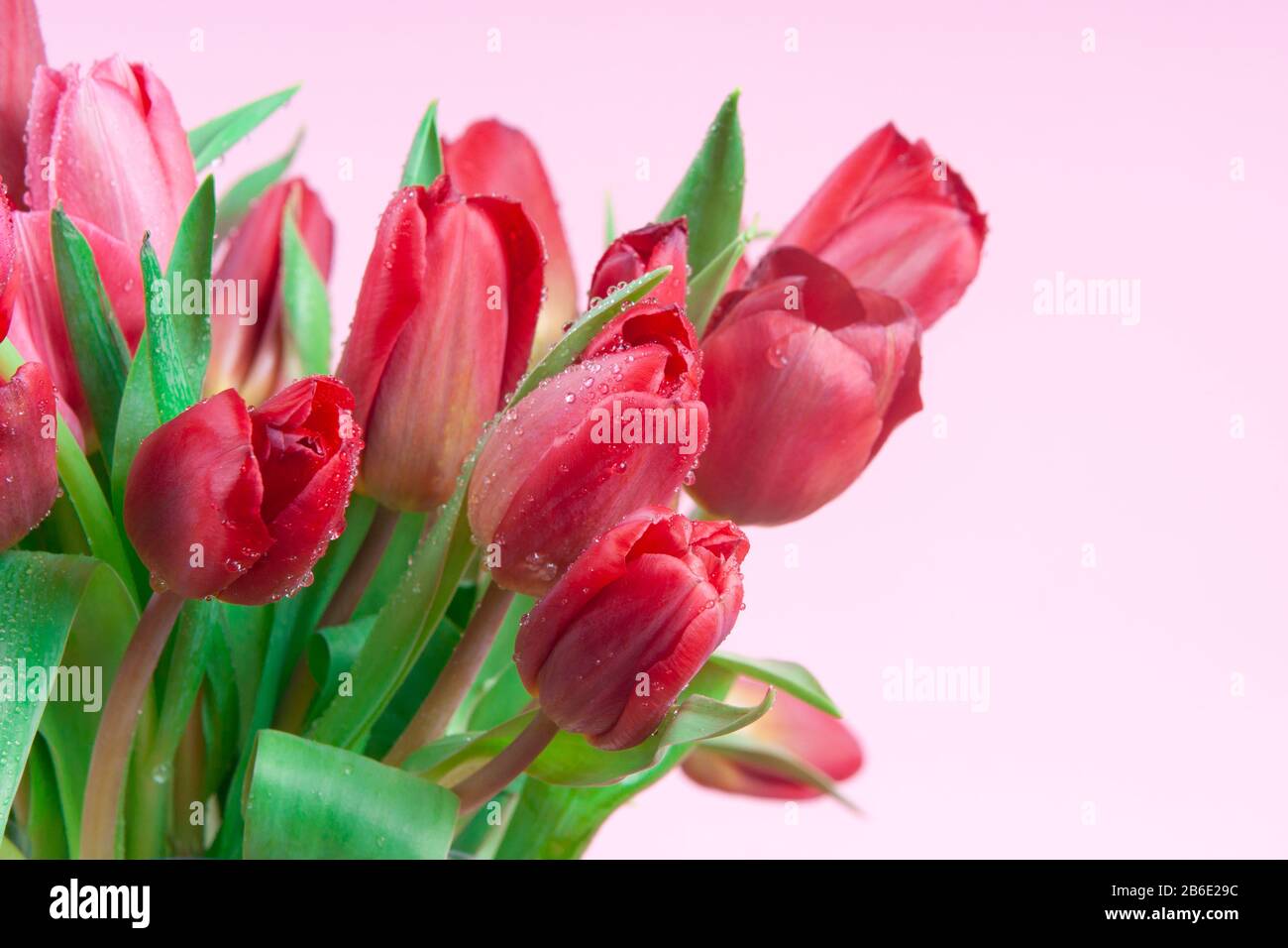 Tulipani rossi con gocce d'acqua su sfondo rosa Foto Stock