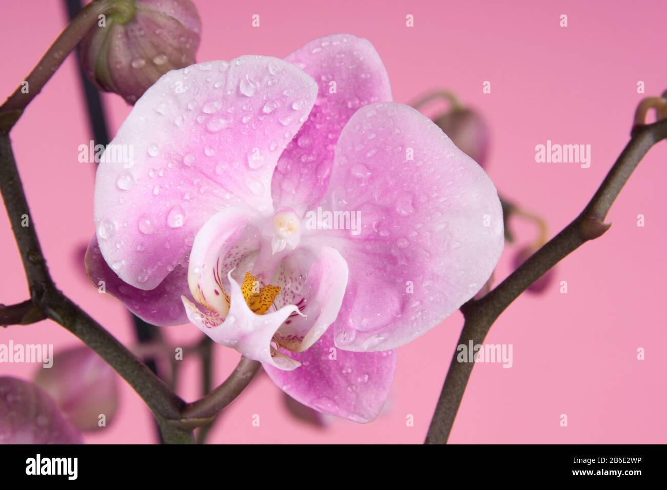 Orchidea rosa tenue con gocce d'acqua su sfondo rosa Foto Stock
