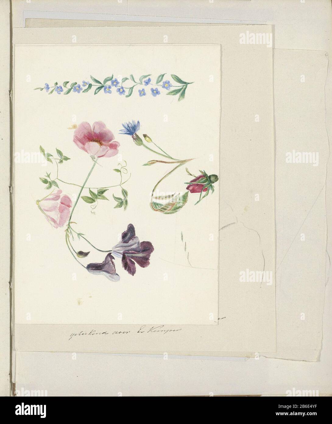 Fiori disegno Allentato tra la lama 94 e la copertura posteriore da uno schizzo-94 bladen. Produttore : relatore: Virgin Elisabeth Kemper Data: 1816 - 1852 caratteristiche Fisiche: Matita e pennello a colori materiale: Carta matita acquerello tecnica: Penna Soggetto: Fiori Foto Stock