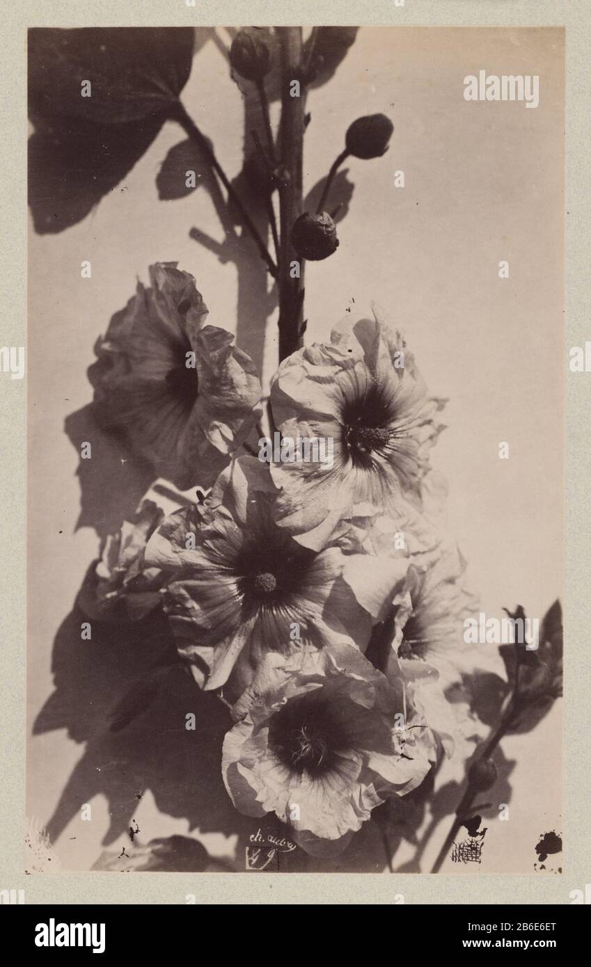 Flower Still life with hollyhock flower Still life with hollyhock tipo oggetto: Picture numero articolo: RP-F 00-2621 Iscrizioni / marchi: Firma, in basso al centro, con negativo meegedruk 'ch. aubry'nummer, in basso al centro, sotto firma, è stato stampato insieme a negativo '49' Produttore : fotografo: Charles Aubry (proprietà elencate) Luogo fabbricazione: Francia Data: 1860 - 1870 caratteristiche Fisiche: Albume materiale di stampa: Carta carta cartone Tecnica: Albume dimensioni di stampa: Foto: H 372 mm × 236 mm b: H 383 mm × W 538 mm Foto Stock
