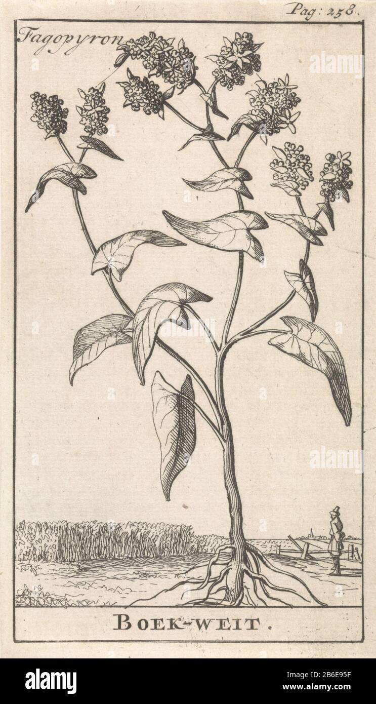Grano saraceno Fagopyron (oggetto del titolo) stampa destra etichettato: Pagina: 258. Produttore : printmaker: Caspar Luyken Editore: Jan Claesz ten Hoor Luogo fabbricazione: Amsterdam Data: 1698 caratteristiche Fisiche: Materiale di incisione: Tecnica della carta: Dimensioni di incisione: Foglio: H 138 mm × W 79 mmToelichtingIllustratie out: Blankaart, Steven. La terra Inferiore chen Herbarius polveroso Spice-libro delle erbe principali. Amsterdam: Jan Claesz A Hoorn, 1698. Oggetto: Piante e re- Foto Stock