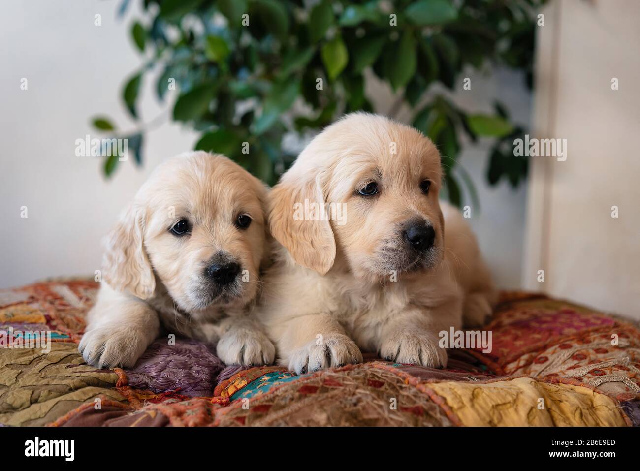 Coppia di simpatici cuccioli Golden Retriever sdraiati sul ritratto Foto Stock