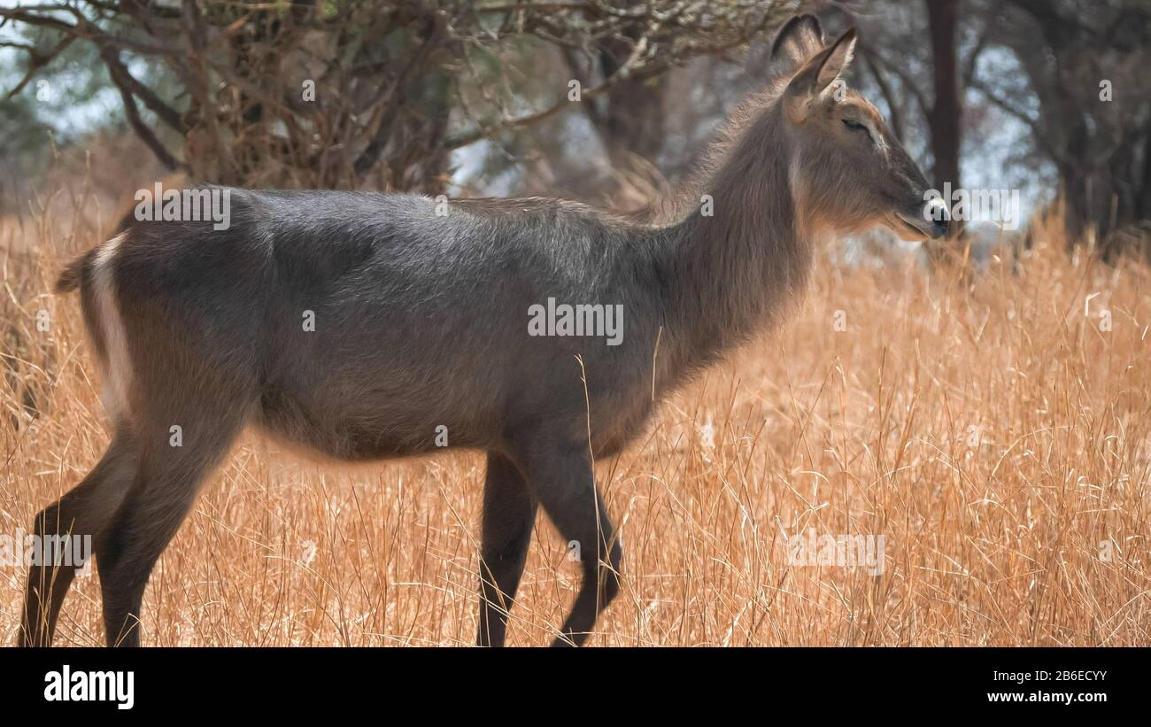 un'acqua che cammina fuori dallo scatto al parco nazionale di tarangire Foto Stock