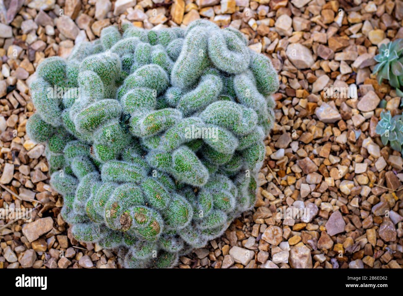 Cleistocactus strausii cristata, un cactus nativo della Bolivia, coperto di spine argentee e formando grumi Foto Stock