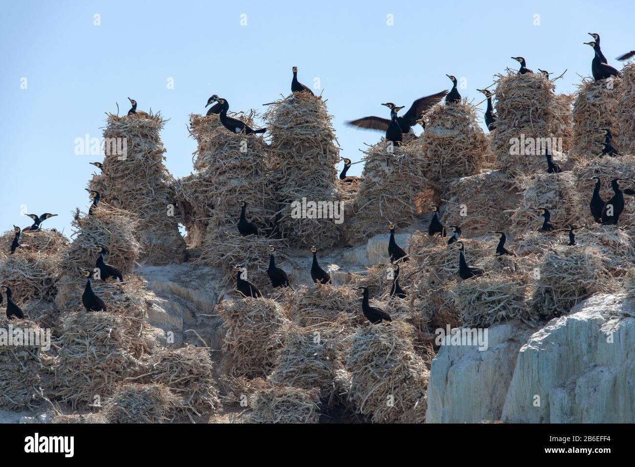 Uccelli selvatici seduti sui nidi costruiti sulla bianca scogliera Foto Stock