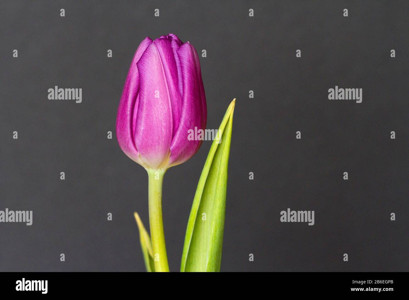 Un germoglio di tulipano rosa solitario e foglie fotografate all'interno su uno sfondo grigio-marrone Foto Stock