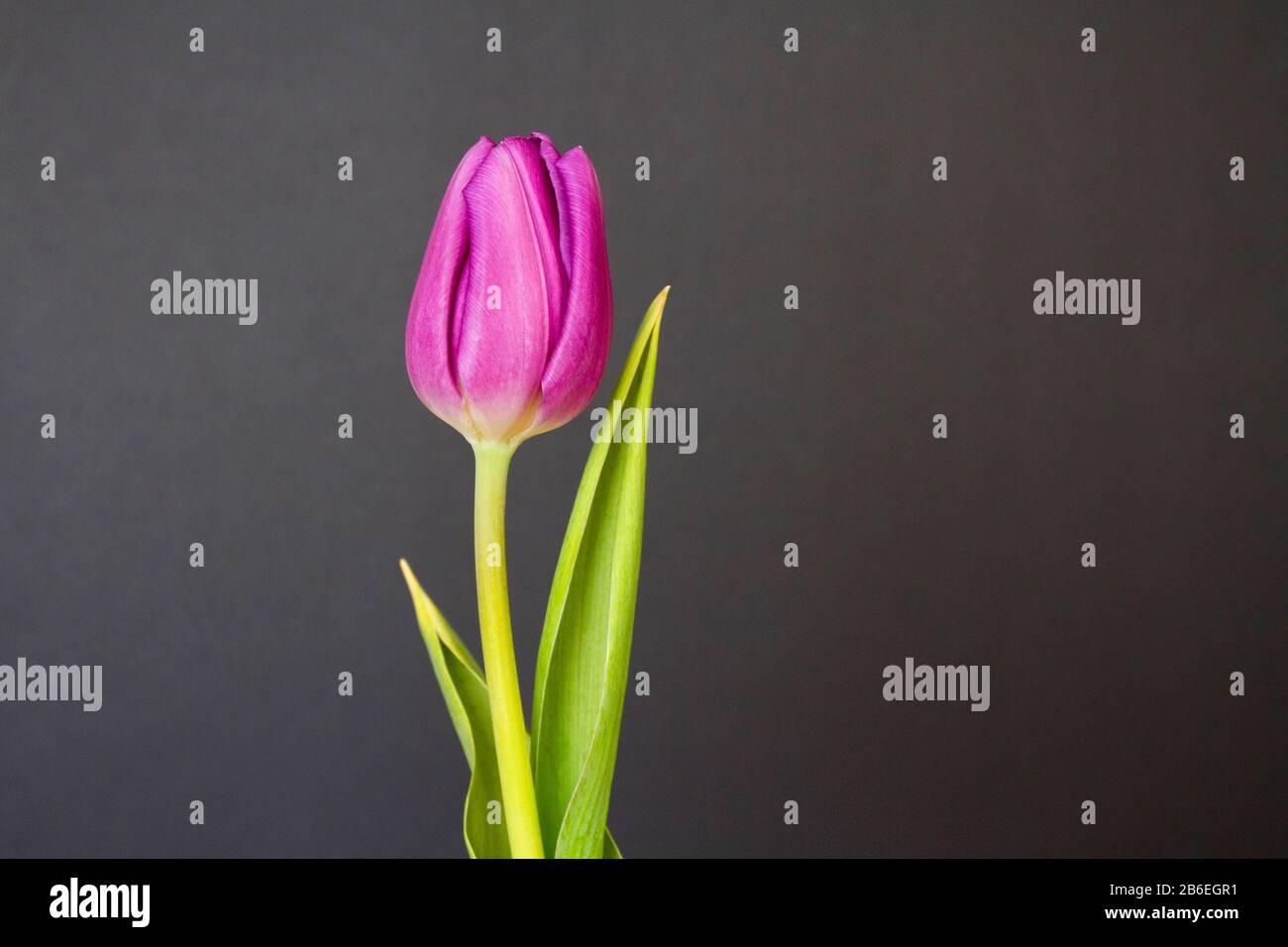 Un germoglio di tulipano rosa solitario e foglie fotografate all'interno su uno sfondo grigio-marrone Foto Stock