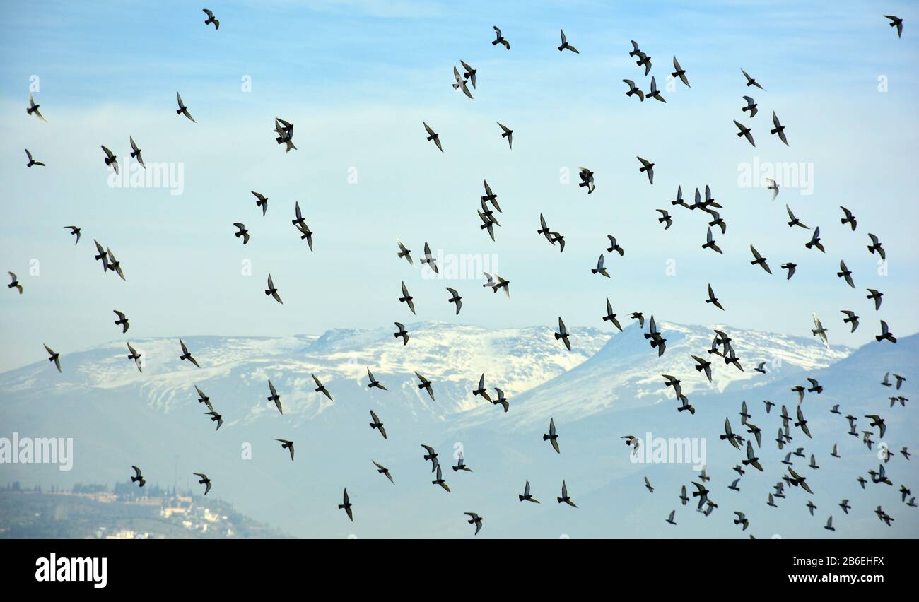 Muchos Pájaros volando en el cielo sobre montañas nevadas en invierno Foto Stock