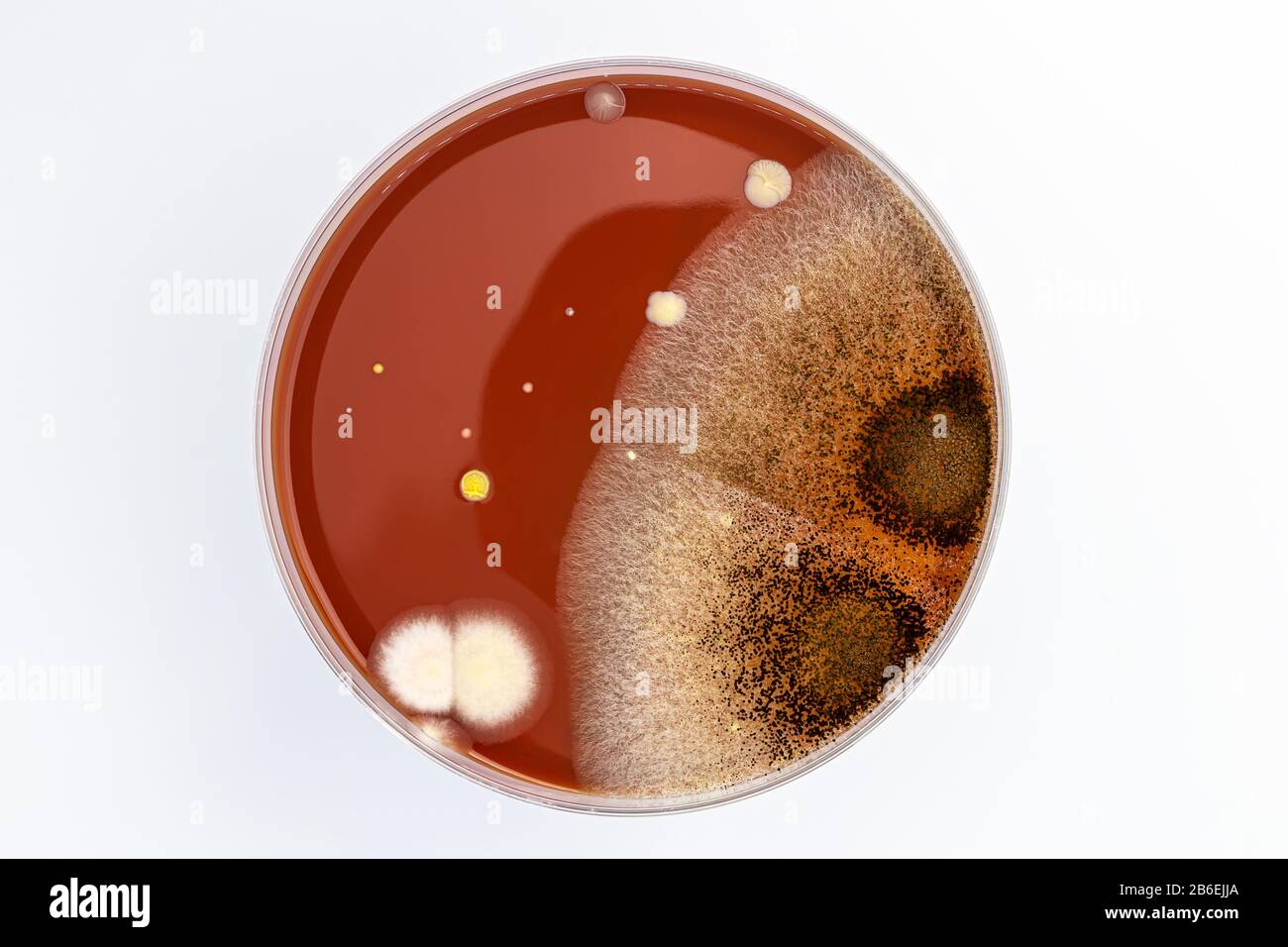 Piastra Petri con miscela di colonie di batteri Foto Stock